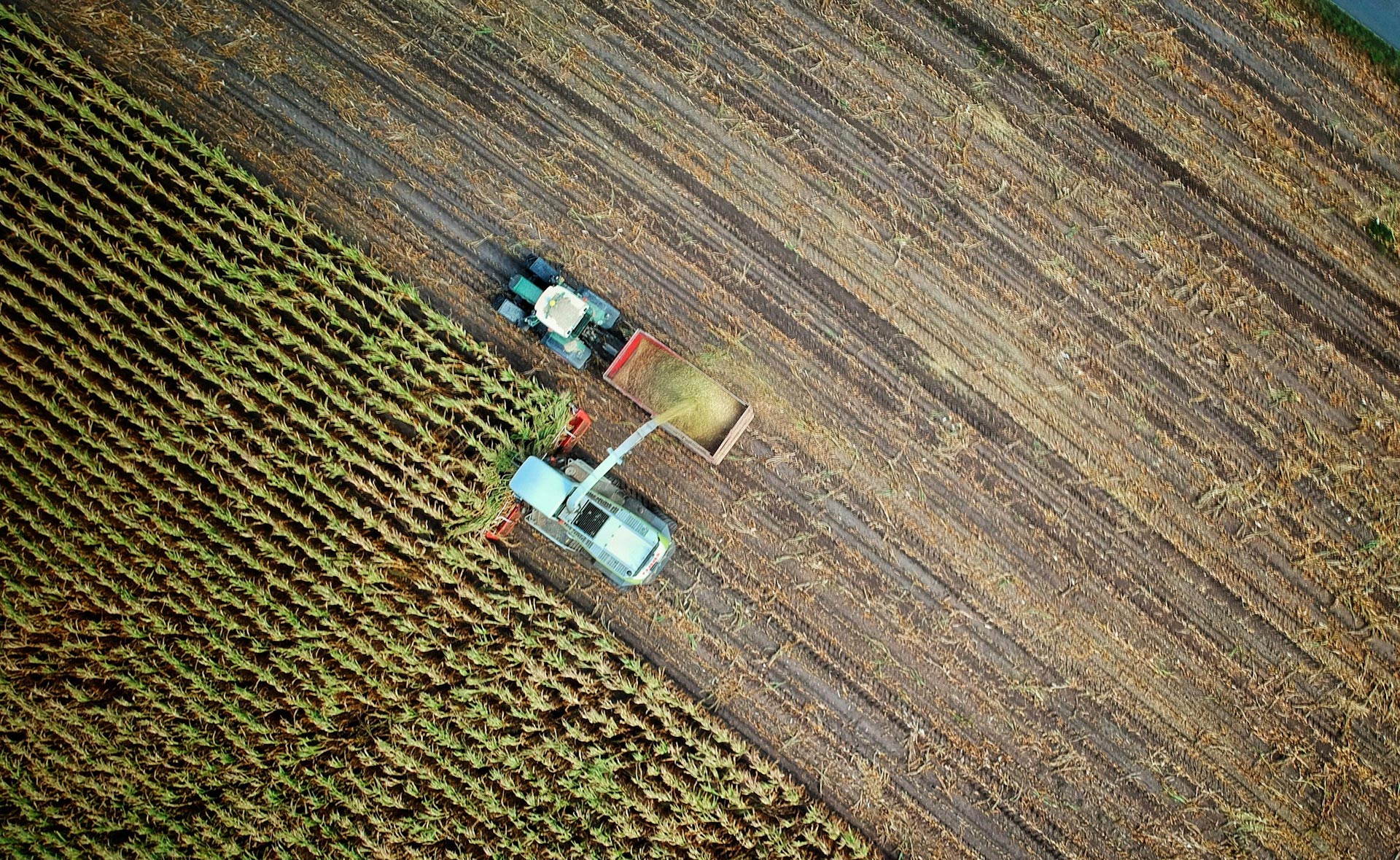 gasoleo agricola cultivos