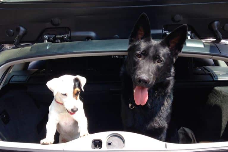 Normativa sobre cómo llevar animales en el coche