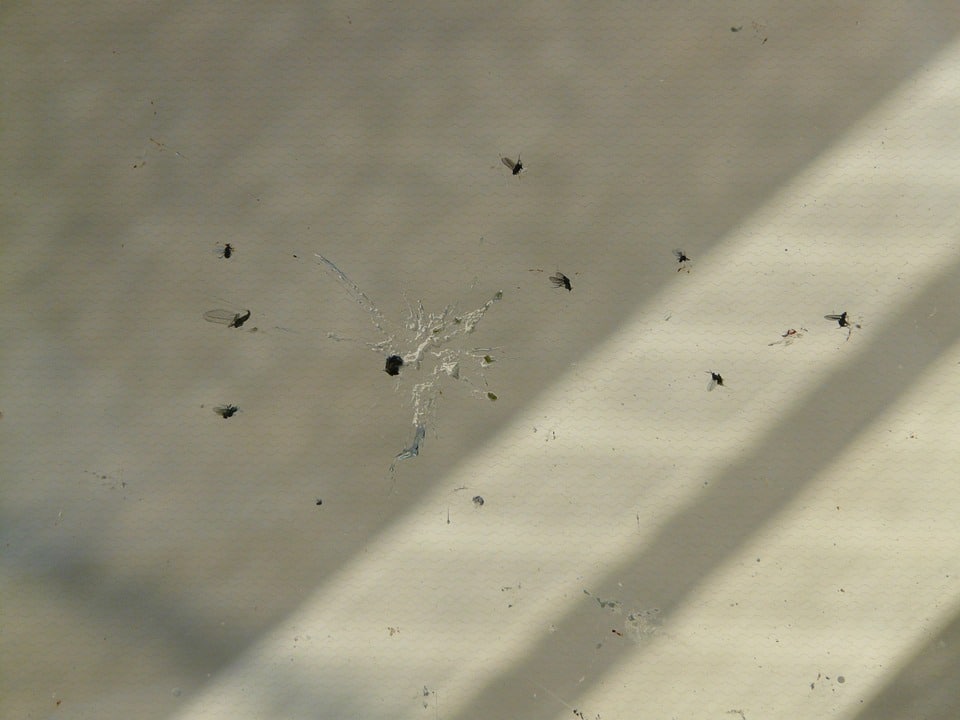 Limpiar mosquitos del coche: trucos para limpiar mosquitos del coche